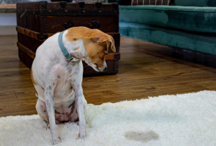 Pet Odor Treatment in Chantilly, VA